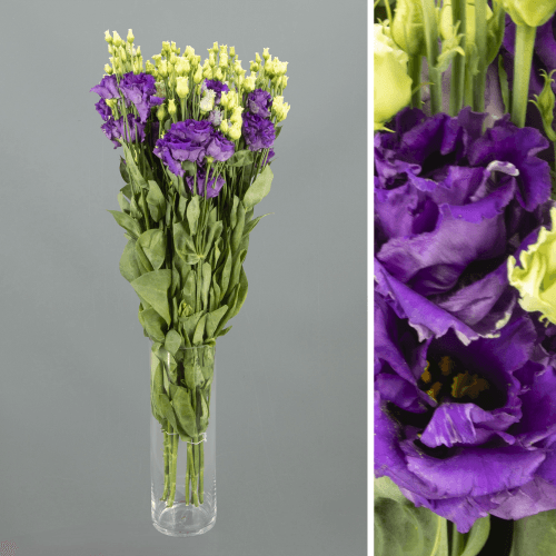 Ramo de 10 Lisianthus Doble Alissa Blue Azul Violeta (Eustoma), Flor fresca de 70 cm de largo, 10 tallos