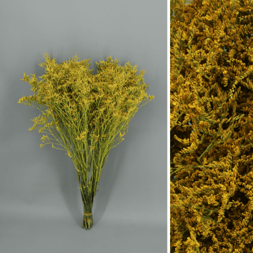 Limonium Pintado Amarillo