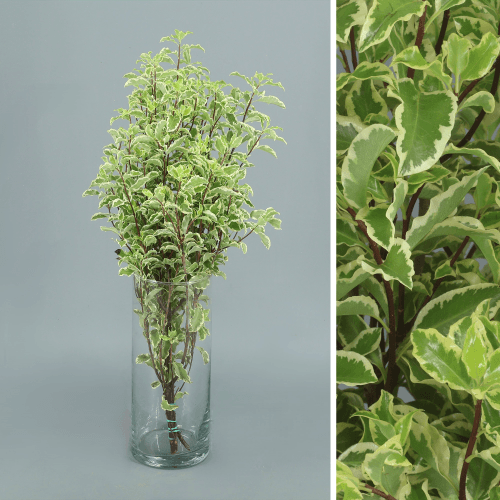 Pittosporum Nigra 150 gr, Matizado, 50cm
