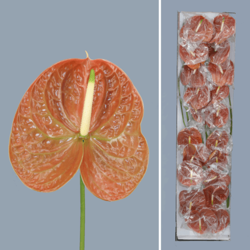 · Anthurium Terra x20, Terracota