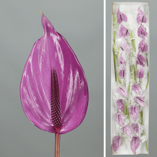 · Anthurium Previa x20, Morado