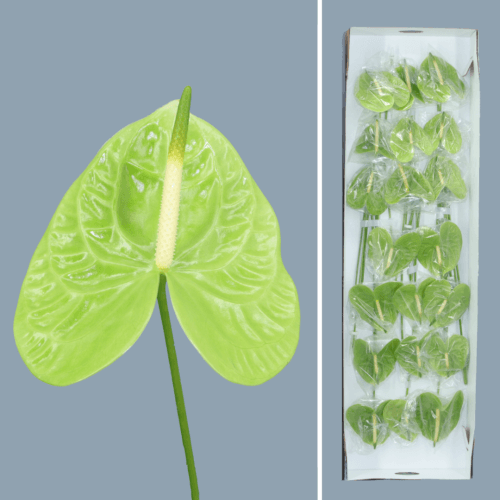 · Anthurium Midori x20, Verde