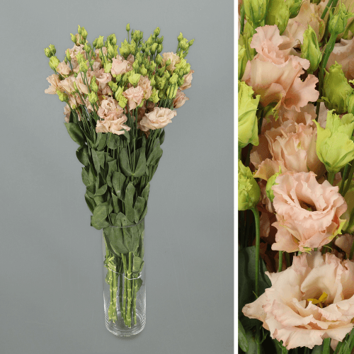 Lisianthus Doble Alissa Light Apricot