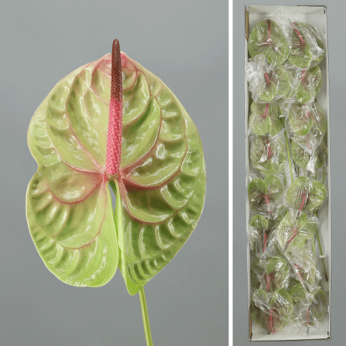 Anthurium Pistache x16