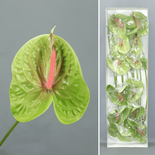 Anthurium Pistache x12