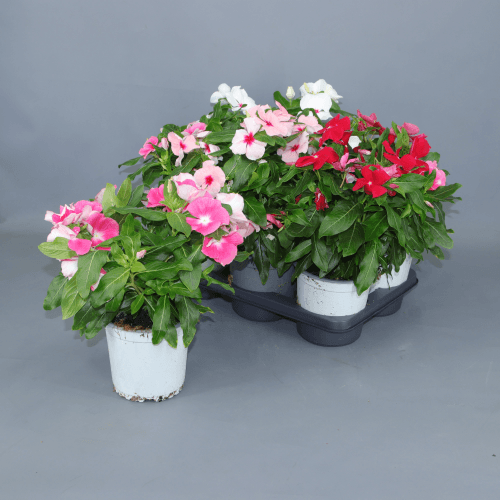 Vinca Mix