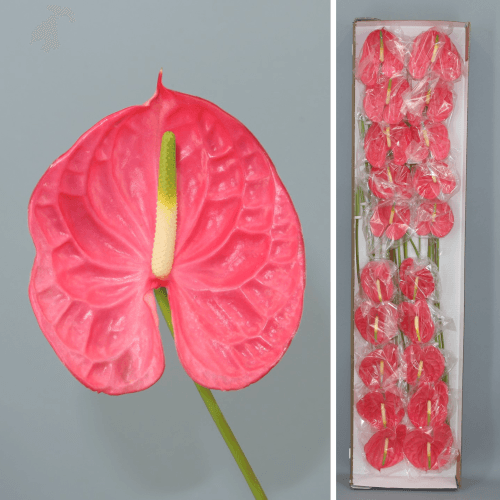 · Anthurium Caribo x20, Rosa
