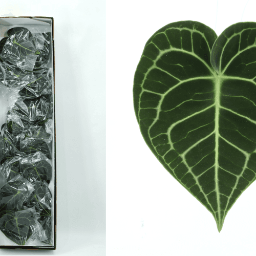 Anthurium Clarinervium x16, Verde