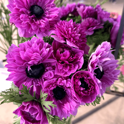 Anemona Levante Fucsia
