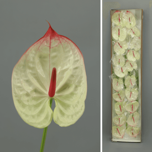 · Anthurium Kaseko x20, Crema