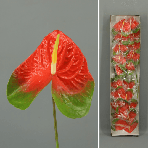 Anthurium Tivoli x20, Rojo/Verde, 1 tallos, 35cm