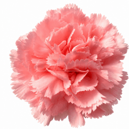 Clavell rosa clar Doncell, Flor fresca de 50 cm de llarg, ram de 25 tiges