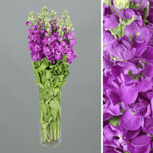 Alheli Incana Mathilda Blue, Morado