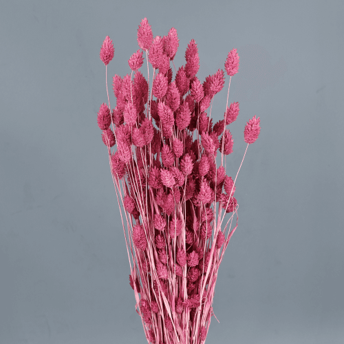 Phalaris seca rosa