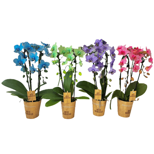 Orquídea Phalaenopsis Cascada Teñida Multicolor de 2 Varas, Planta de 45 cm de alto, pack de 6 uds