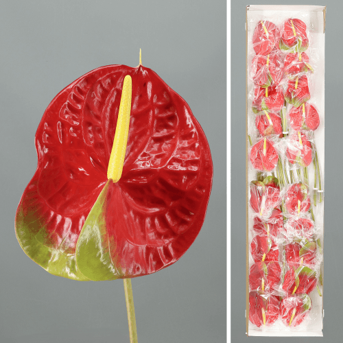 Anthurium Amigo x20