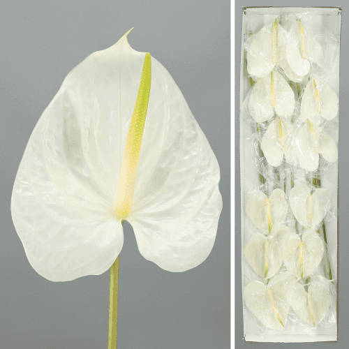 · Anthurium Angel x12, Blanco