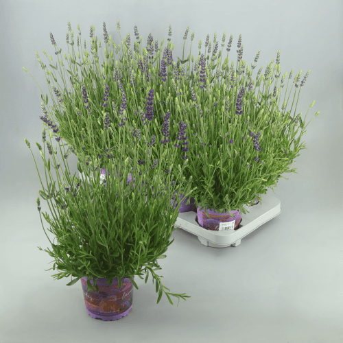 Lavanda Galactic Blue, Verde, 1 tallos, 25cm