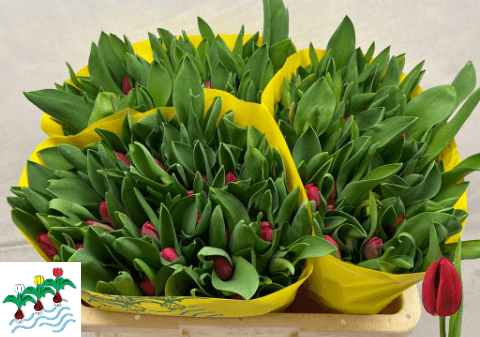 Tulipan Peu De Feu