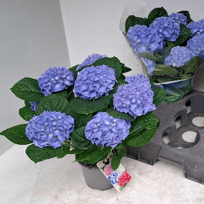 Hydrangea Blauer Zwerg (Blue) x6 5Flo