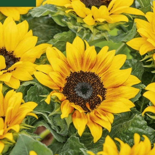 SEM F28 Girasol Ornamental, Amarillo, 1 tallos, 60cm