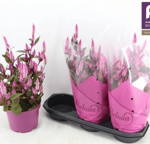 Celosias Wild Pink, Rosa, 1 tallos, 45cm