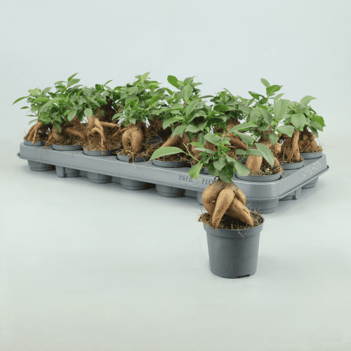 Bonsái Ficus Ginseng (Ficus retusa), 20 cm, Planta de 20 cm de alto, pack de 21 uds