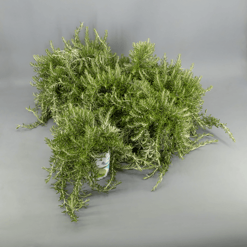 Romero Rastrero en Maceta, Planta de 25 cm de alto, pack de 8 uds