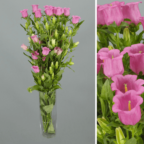 Ramo de 10 Campanulas Rosas Champion, Flor fresca de 70 cm de largo, 10 tallos