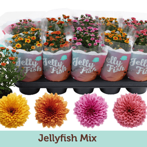 Chrysanth Jellyfish Mix