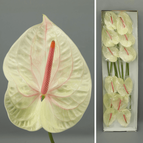 Anthurium Champagne x12, Champagne