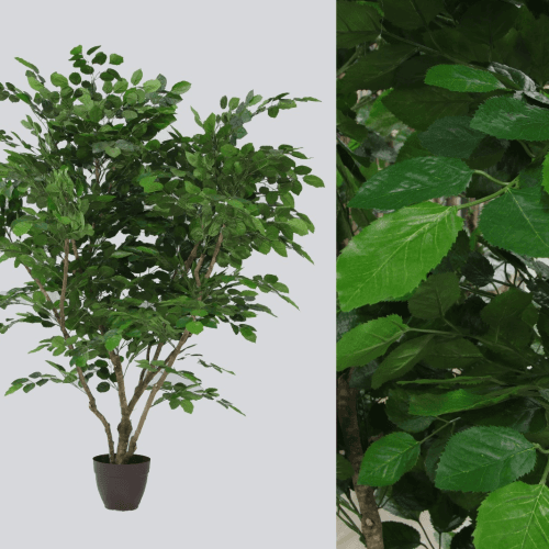 Y Árbol Abedul Especial Verdnatura Premium, Verde