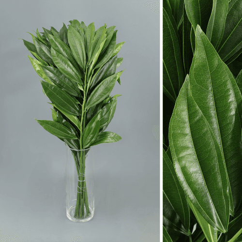 Cocculus, Folhagem de 50 cm de comprimento, em molho