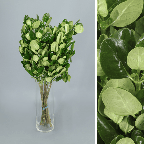 Brillantina, Folhagem de 60 cm de comprimento, em molho