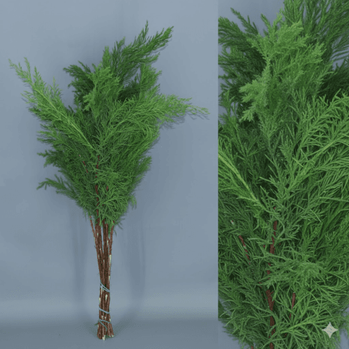 Cipreste verde folhagem, Folhagem de 60 cm de comprimento, em molho