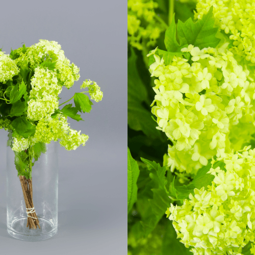 Viburnum Roseum, Verde Claro, 1 tallos, 40cm
