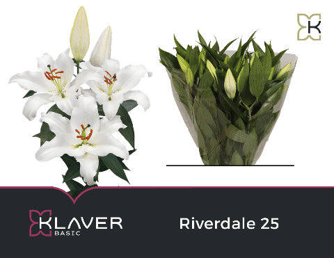 Ramo de 20 Lírios Brancos Riverdale, Flor fresca de 80 cm de comprimento, 20 hastes