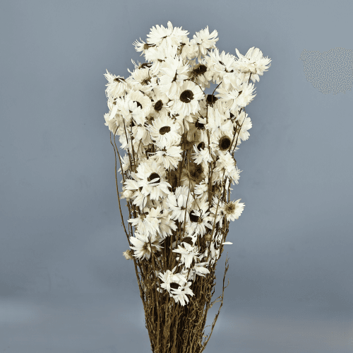 Acroclinium seco blanco, Flor seca de 55 cm de largo
