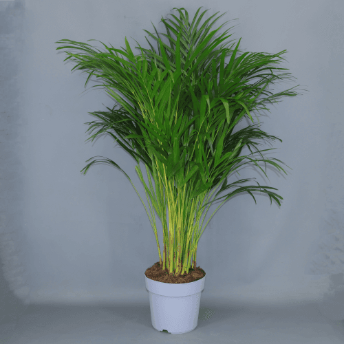 Areca Dypsis, Verde