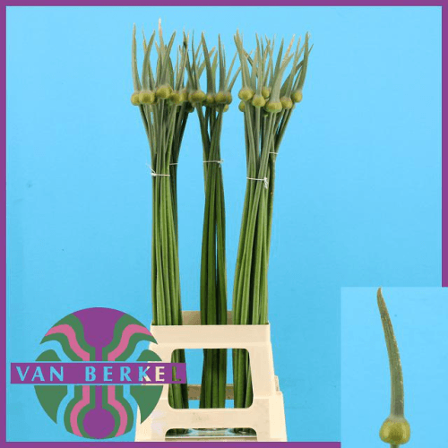 · Allium Judith, Verde