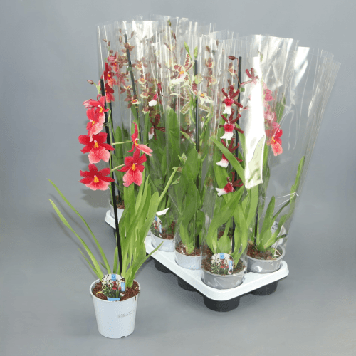 Orchidée Cambria Mix, Plante de 60 cm de haut, lot de 6 unités