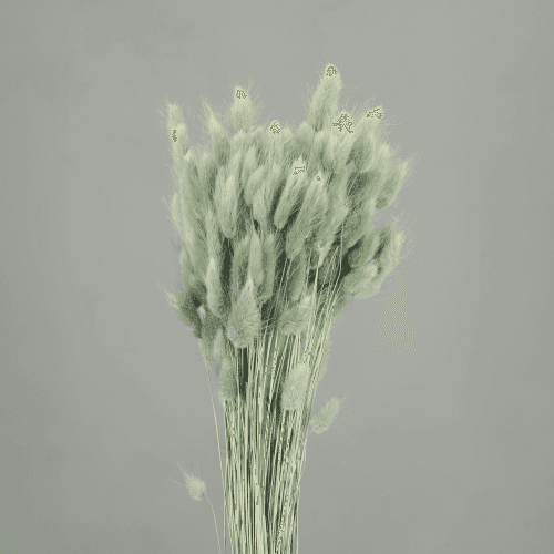 Lagurus Seco Gris (Cola de Conejo)