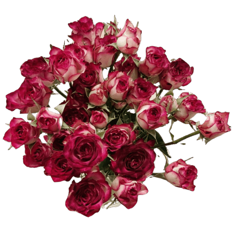 Rosa Ramificada Gem Pearl