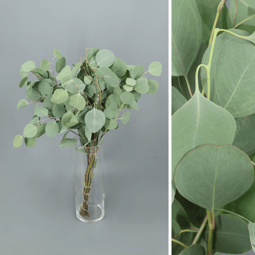 Eucalipto (Eucalyptus) Populus Silver Dollar 60 cm - pack de 2