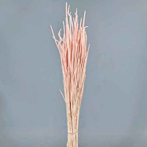 Phleum seco rosa
