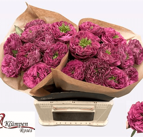Ramo de 20 Rosas de Jardim Roxas Purple Delight, Flor fresca de 40 cm de comprimento, 20 hastes