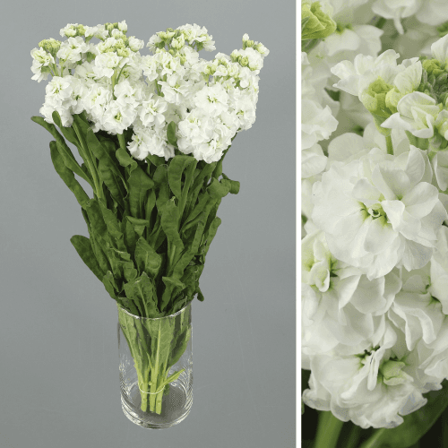 Alheli StoX White