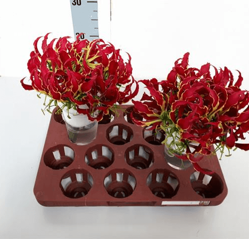 Gloriosa Rothschild x40