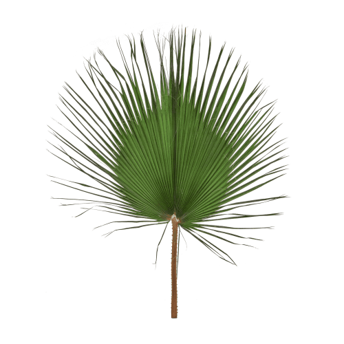 Feuille de Washingtonia Stabilisée