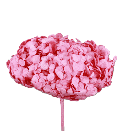 Hortensia préservée Candy Pink, Fleur stabilisée de 16-20 cm de long